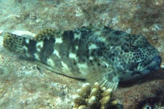 Epinephelus polyphekadion - Getarnter-Zackenbarsch